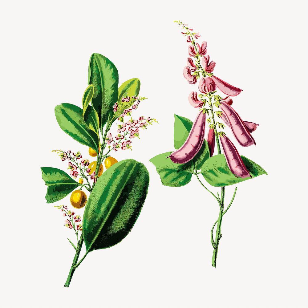 Camptosema Rubicundum from Flore d'Amérique, vintage botanical illustration vector. Remixed by rawpixel.