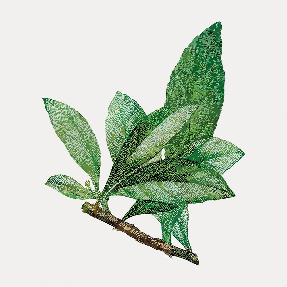 Vintage leaf botanical, vector element. Remixed by rawpixel.