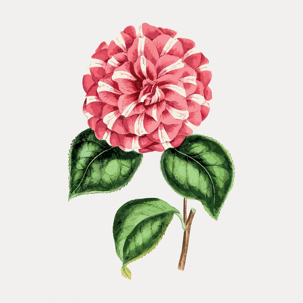 Vintage pink camellia flower design element vector. Remixed by rawpixel.