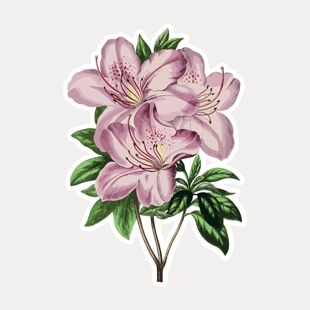 Vintage pink azalea flower sticker with a white border design element vector. Remixed by rawpixel.