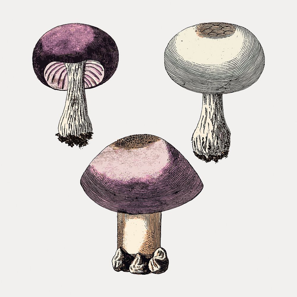 Vintage violet webcap mushroom illustration vector. Remixed by rawpixel.