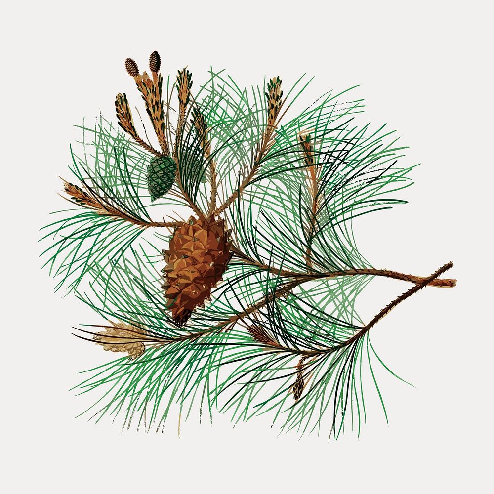 Martime pine branch, remix from artworks by Charles Dessalines D'orbigny vector. Remixed by rawpixel.