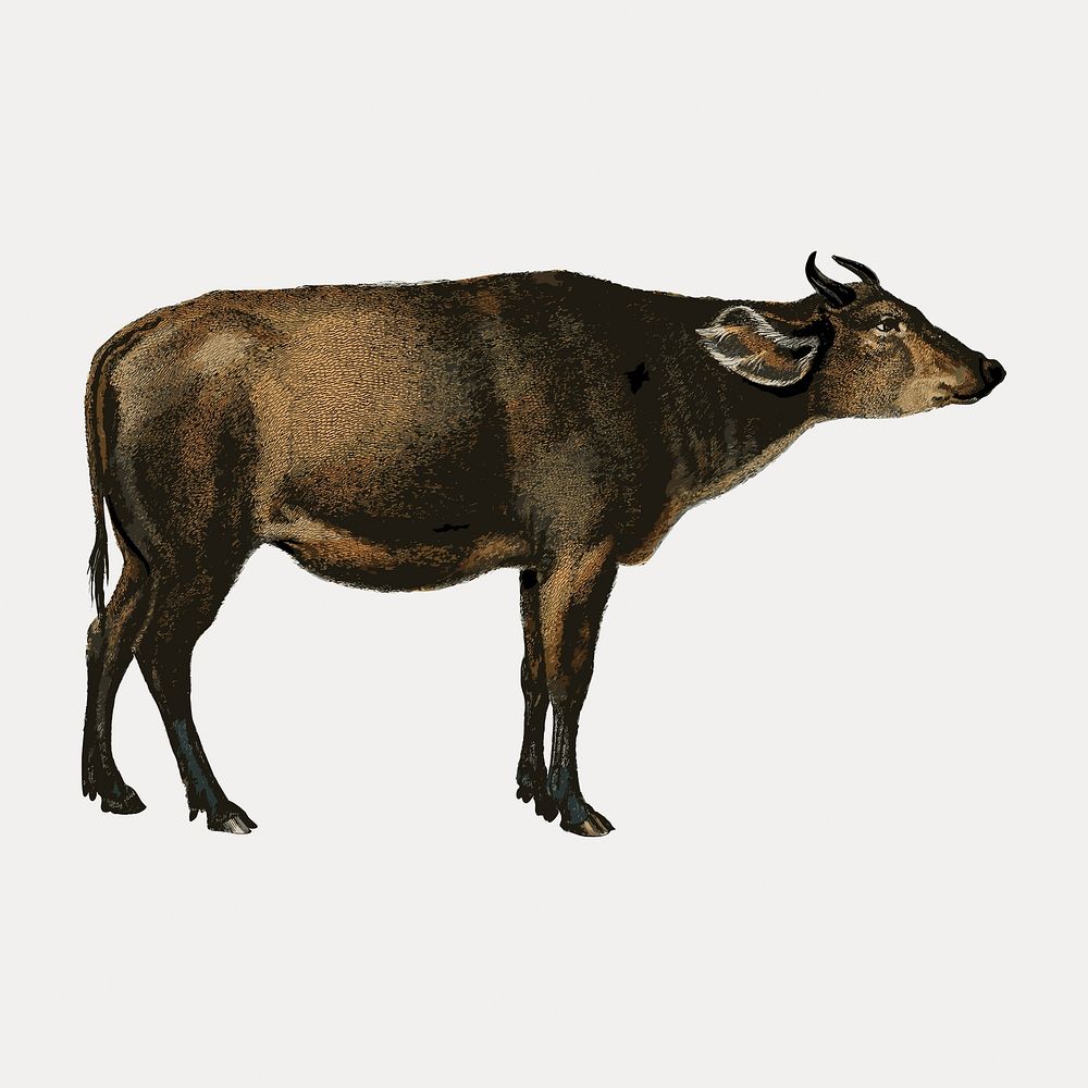 Vintage cow livestock animal, remix from artworks by Charles Dessalines D'orbigny vector. Remixed by rawpixel.