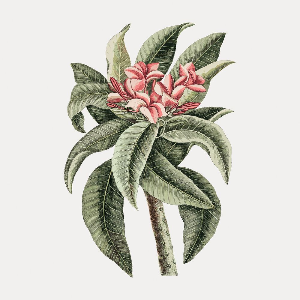 Plumeria flower sticker, vintage botanical illustration, remix from the artwork of Mark Catesby vector. Remixed by rawpixel.