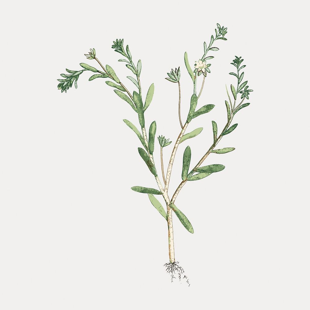 Hand drawn Cotyledon Hispida (Sedum) vector. Remixed by rawpixel.