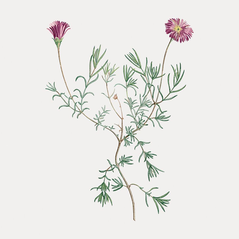 Hand drawn Mesembryanthemum Violaceum vector. Remixed by rawpixel.