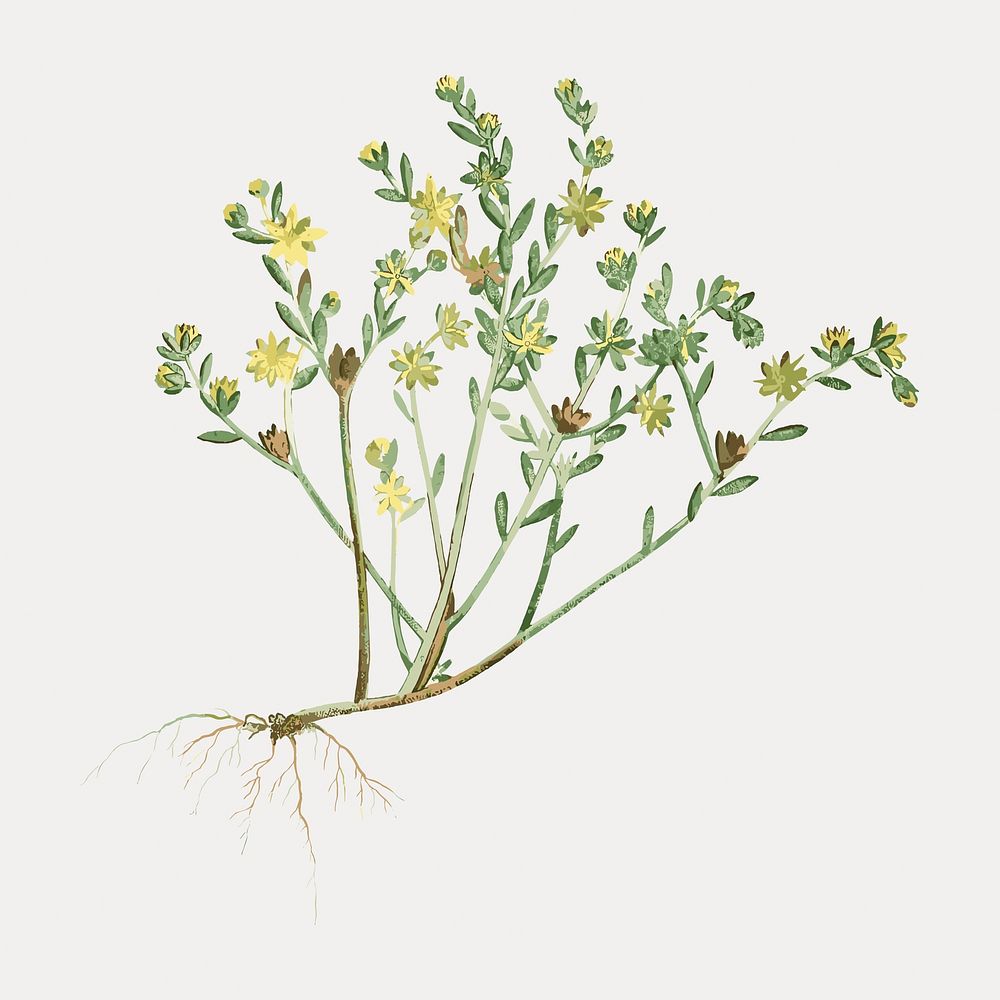 Hand drawn Sedum Saxatile vector. Remixed by rawpixel.