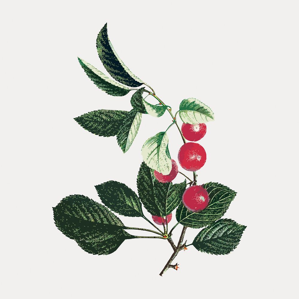 Vintage red cherry fruit branch design element, isolated vector element. Remixed by rawpixel.