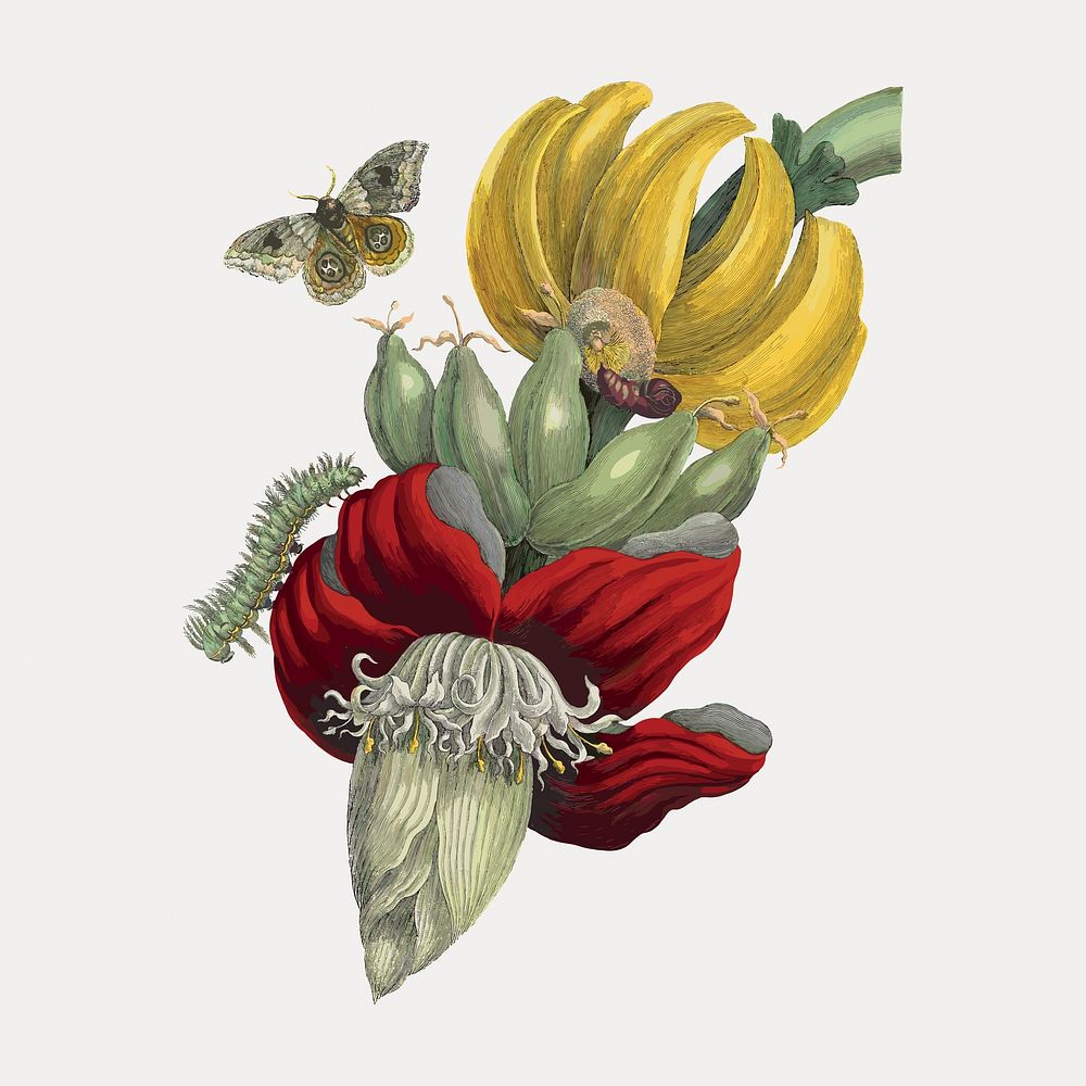 Inflorescence of Banana, vintage flower illustration after Maria Sibylla Merian, vintage vector element. Remixed by rawpixel.