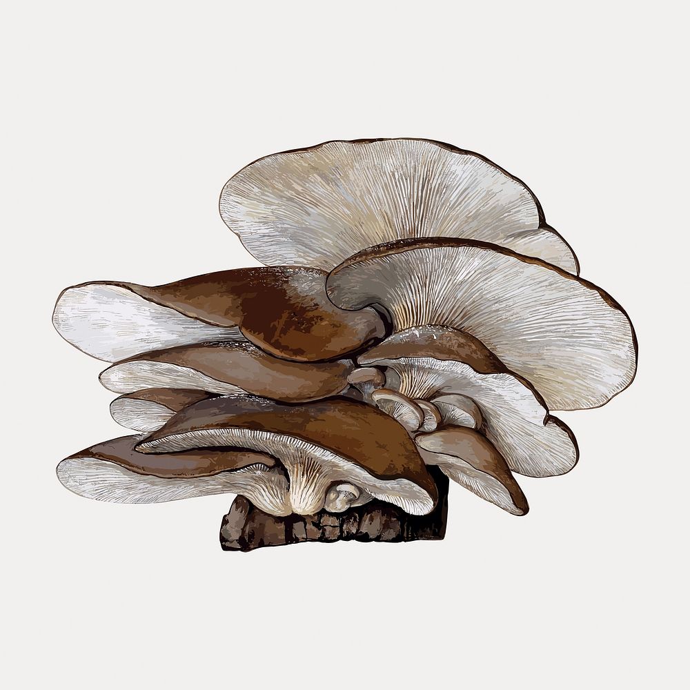 Oyster mushroom vintage illustration, vintage vector element. Remixed by rawpixel.