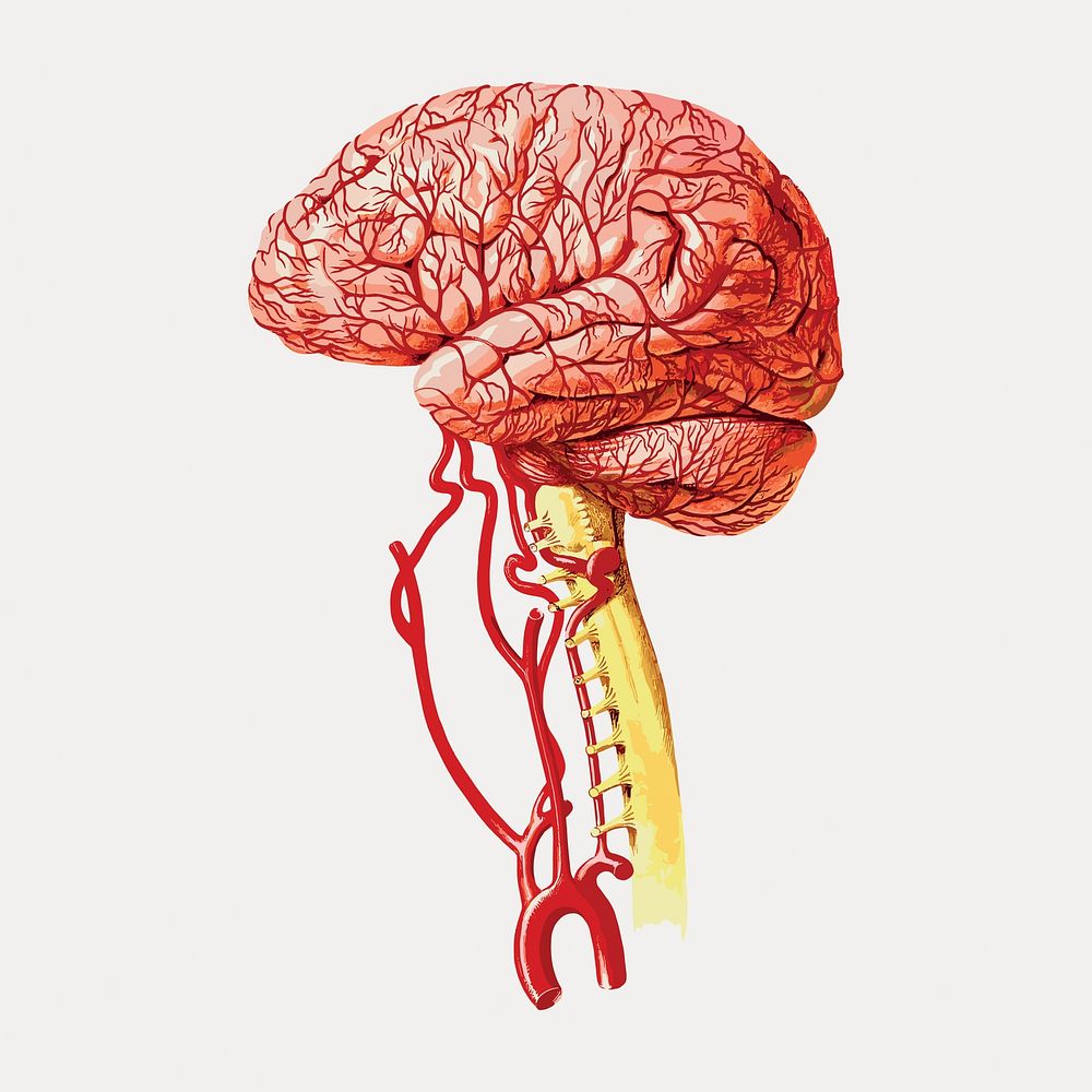 Human brain vintage illustration, vintage vector element. Remixed by rawpixel.