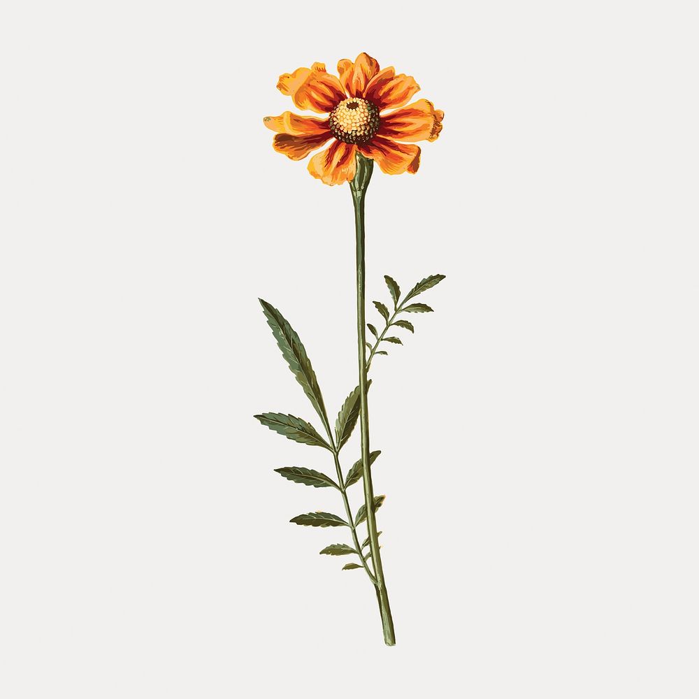 French marigold flower vintage illustration, vintage vector element. Remixed by rawpixel.