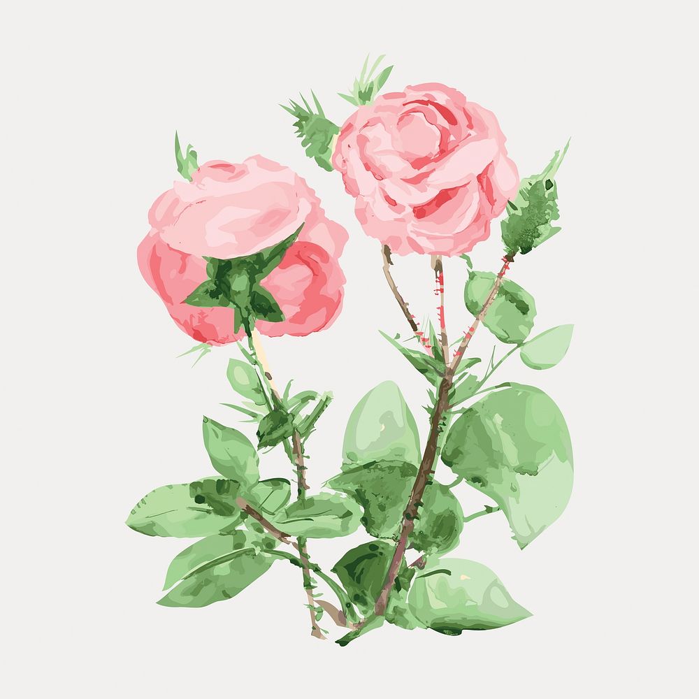 Pink roses vintage flower, vintage vector element. Remixed by rawpixel.