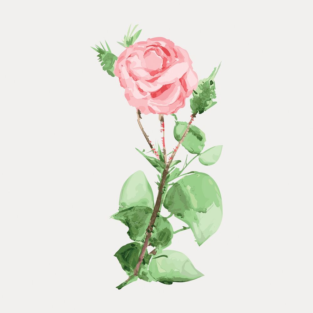 Pink rose vintage flower, vector element. Remixed by rawpixel.