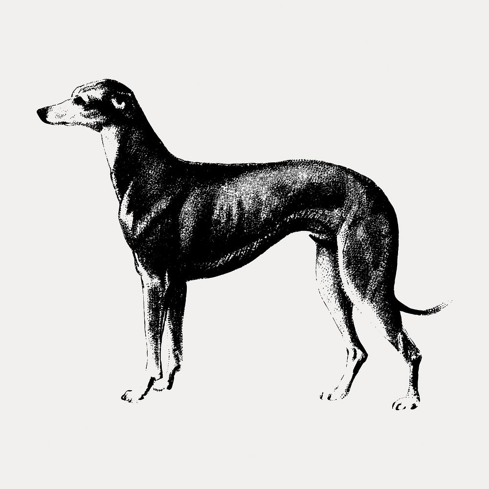 Greyhound dog illustration isolated on white, vector. Remixed by rawpixel.