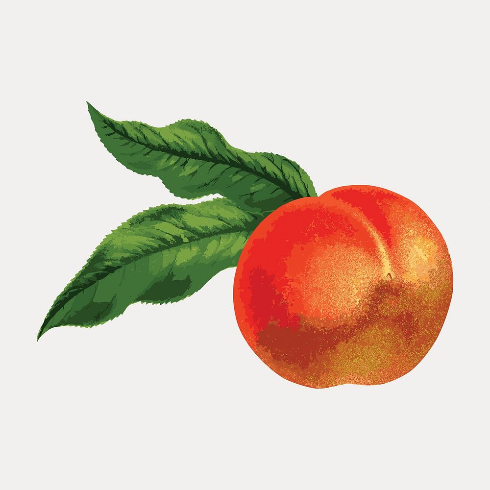 Vintage royal george peach illustration isolated on white, vector. Remixed by rawpixel.