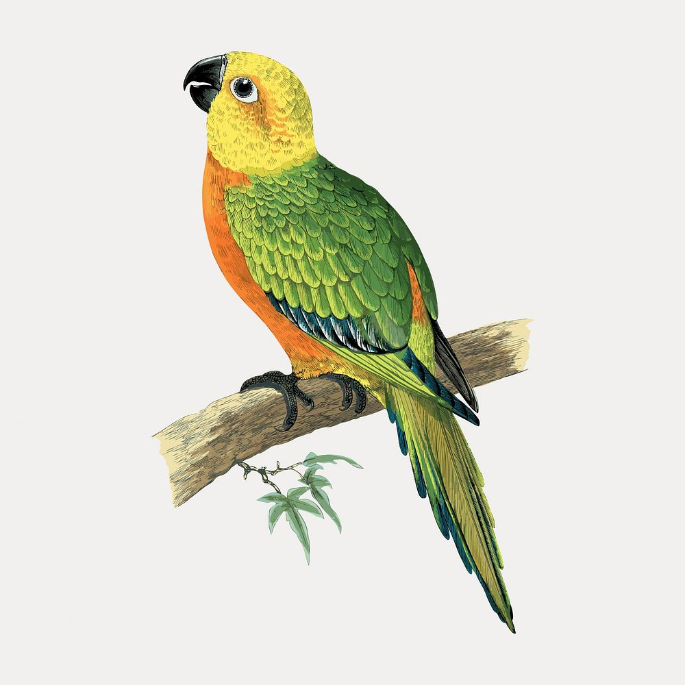 Vintage bird jendaya conure, vector element. Remixed by rawpixel.