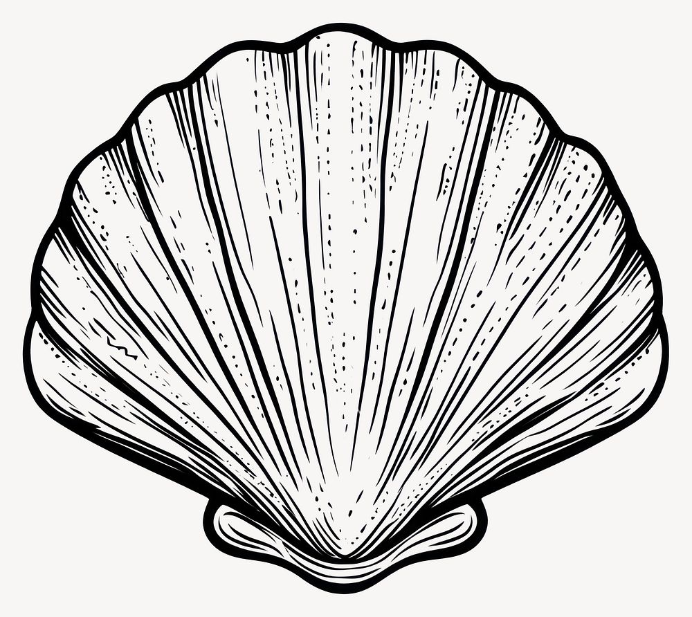 Shell illustration seashell design vector