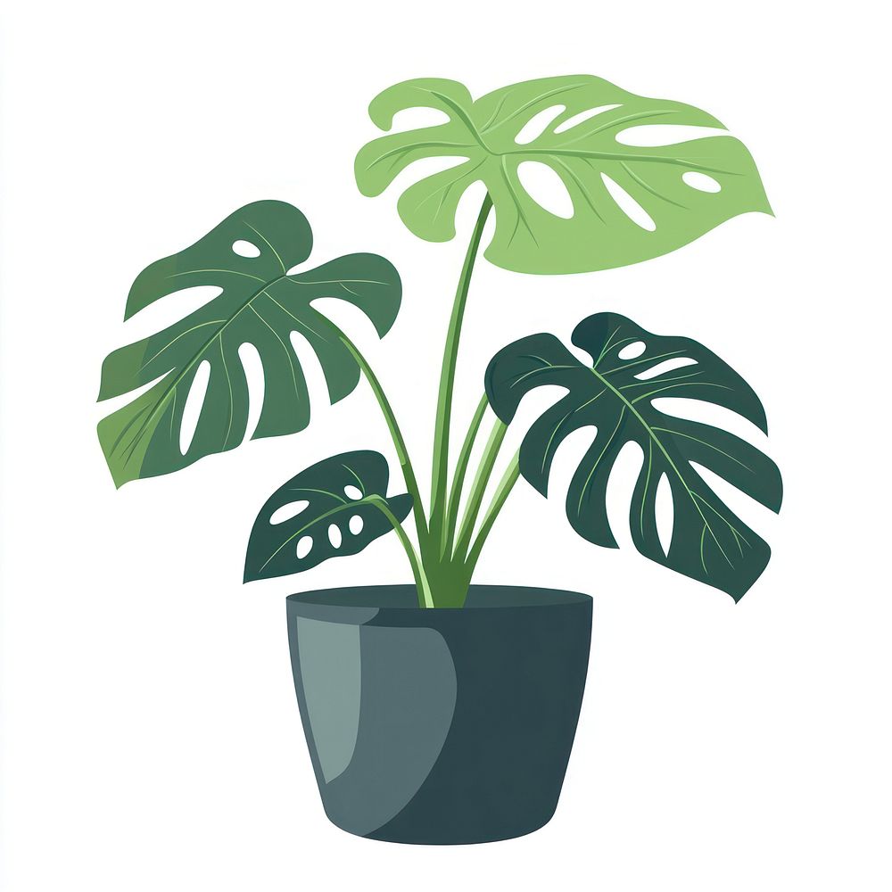 Monstera potted plant illustration leaves leaf.