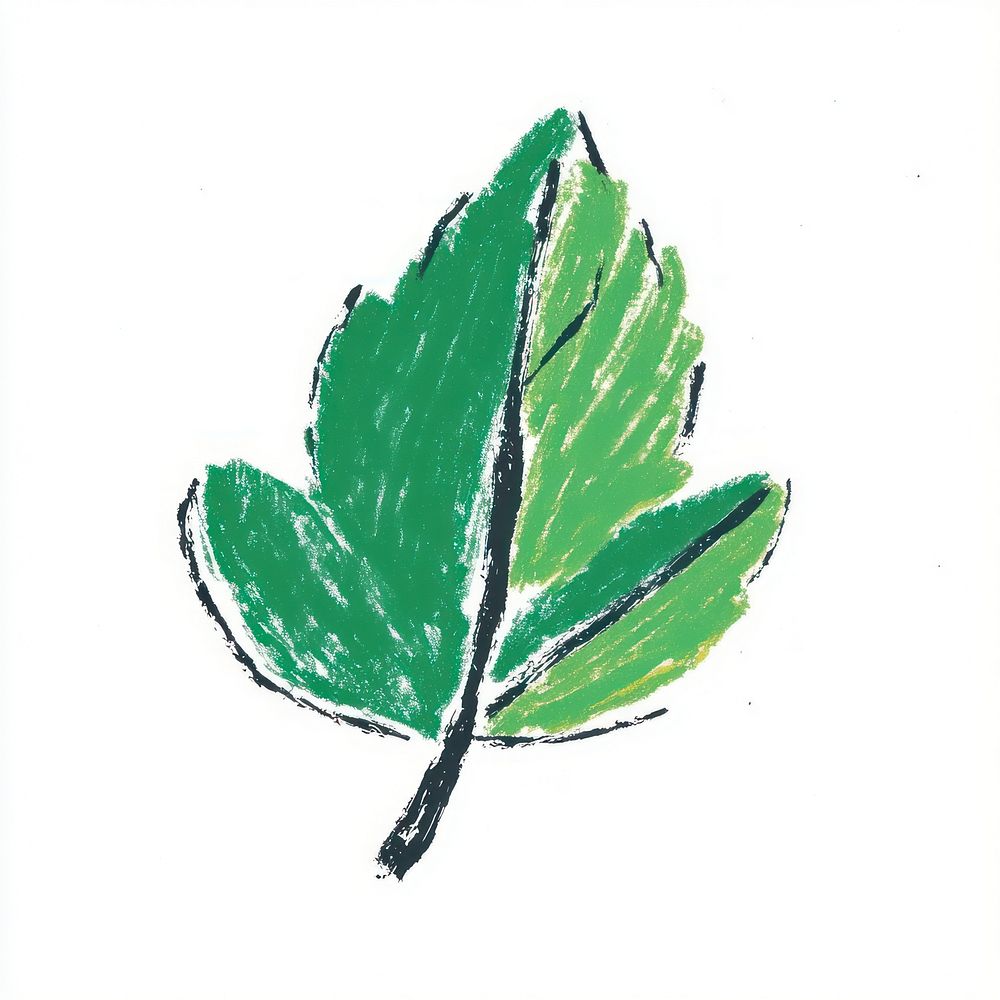 Leaf illustration drawing art.