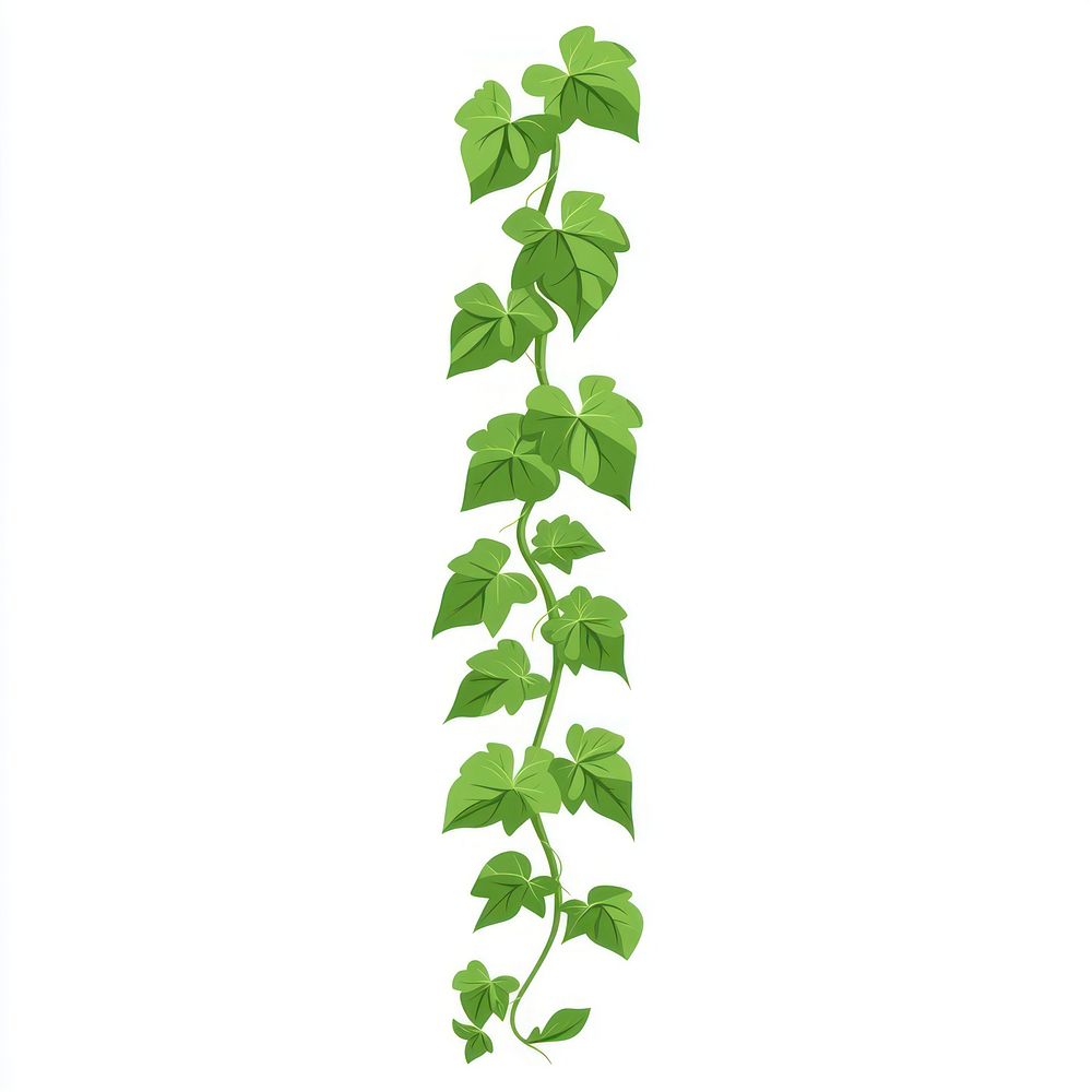 Long ivy vine illustration design plant.