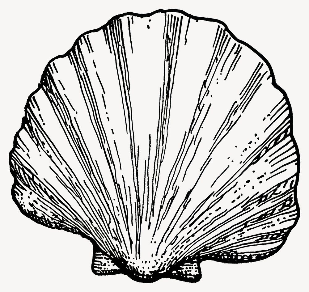 Shell seashell invertebrate illustration vector