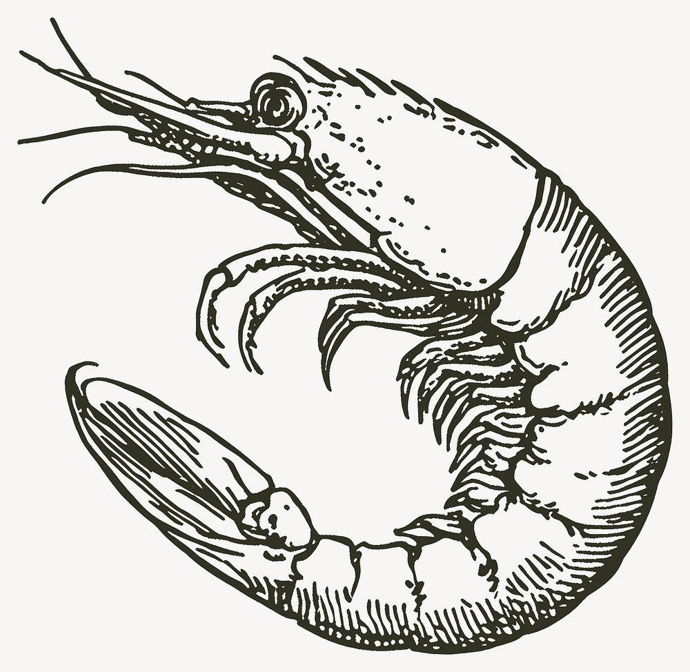 Shrimp seafood sketch invertebrate vector