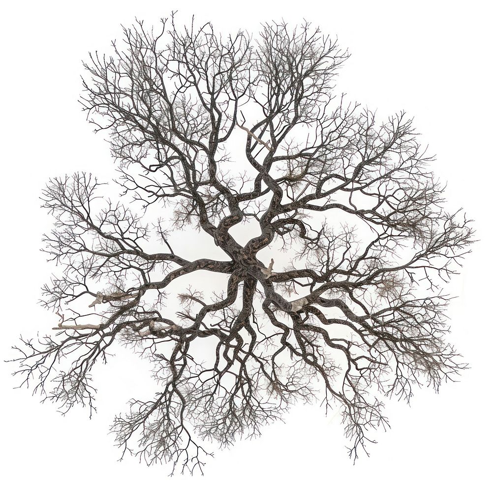 Drying tree illustration illustrated symmetrical.