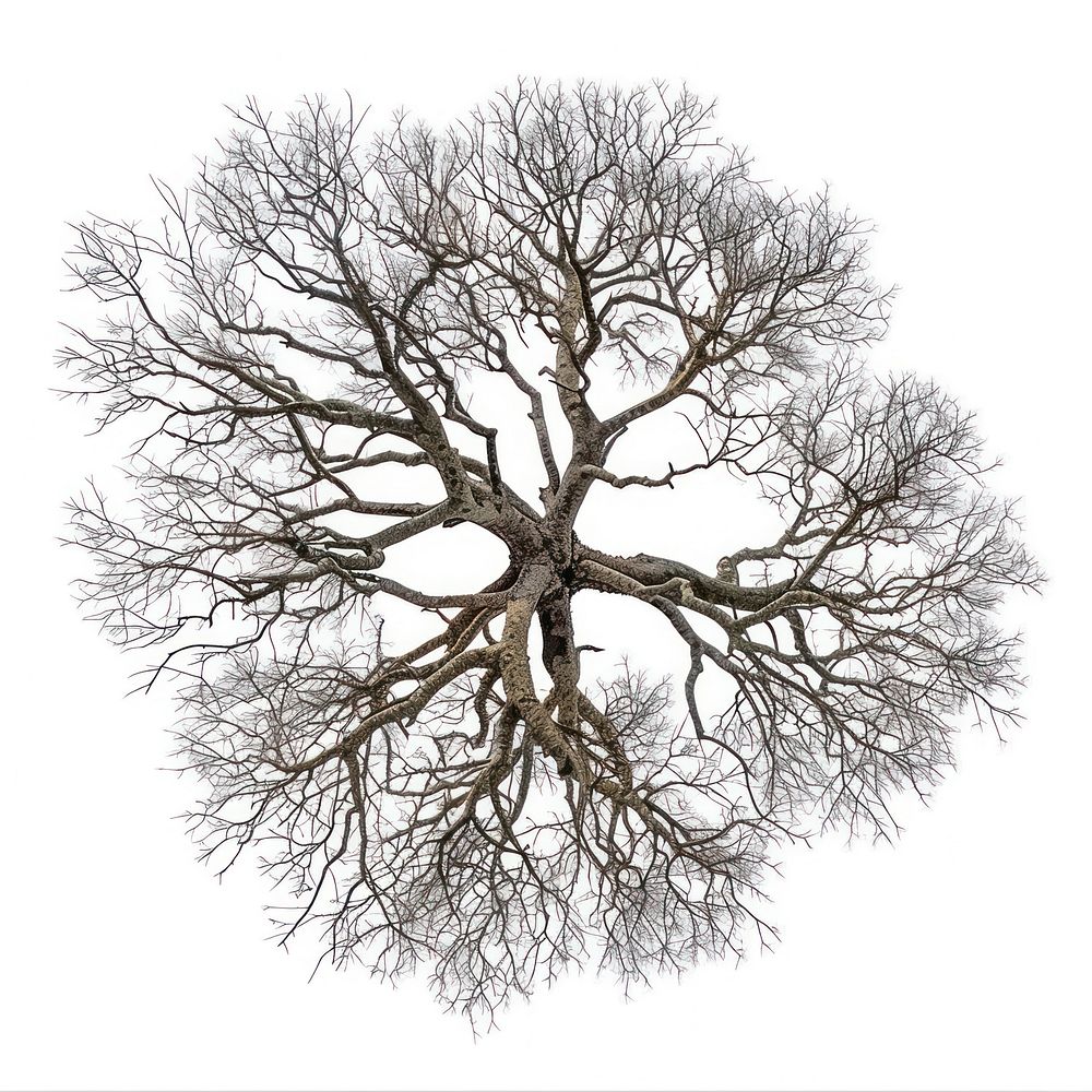 Drying tree illustrated intricate sycamore. | Free Photo - rawpixel