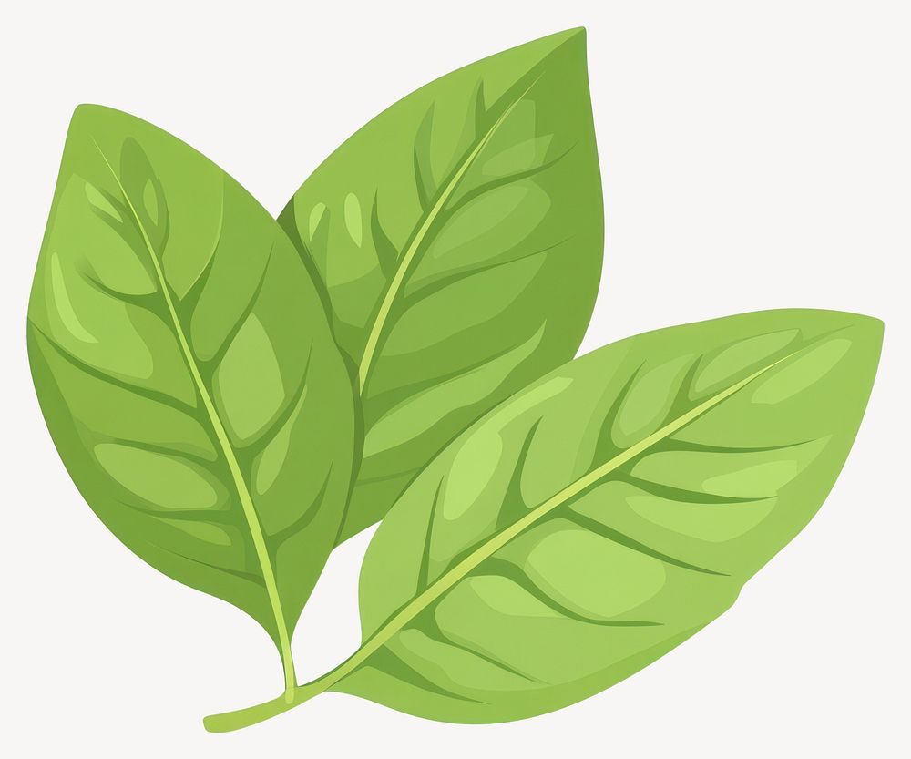 Basil leaf leaves illustration plant  vector