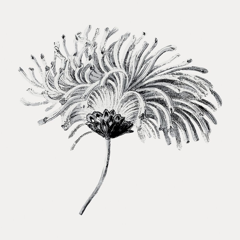 Blooming chrysanthemum flower element, isolated vector element. Remixed by rawpixel.