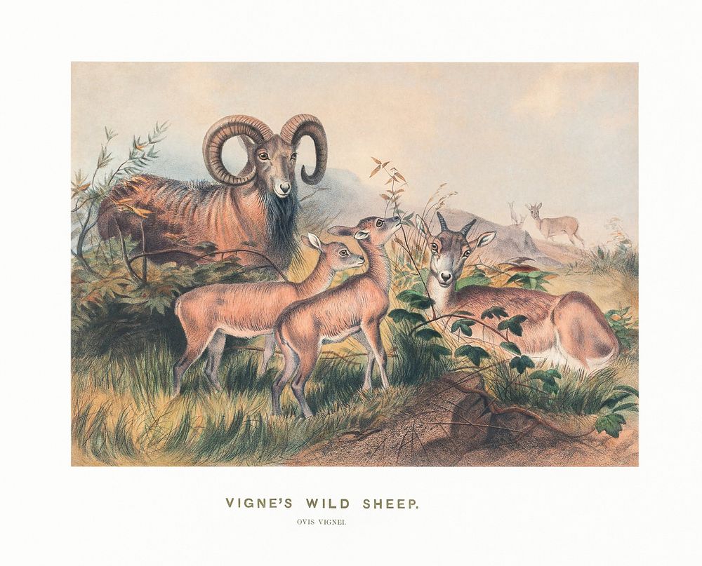 Vigne's Wild Sheep from Zoological sketches (1861-1867) by Joseph Wolf and Philip Lutley Sclater. Digitally enhanced by…