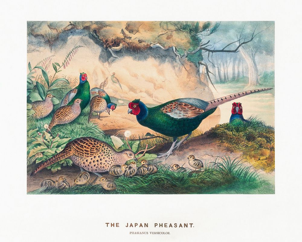 The Japan Pheasant from Zoological sketches (1861-1867) by Joseph Wolf and Philip Lutley Sclater. Digitally enhanced by…