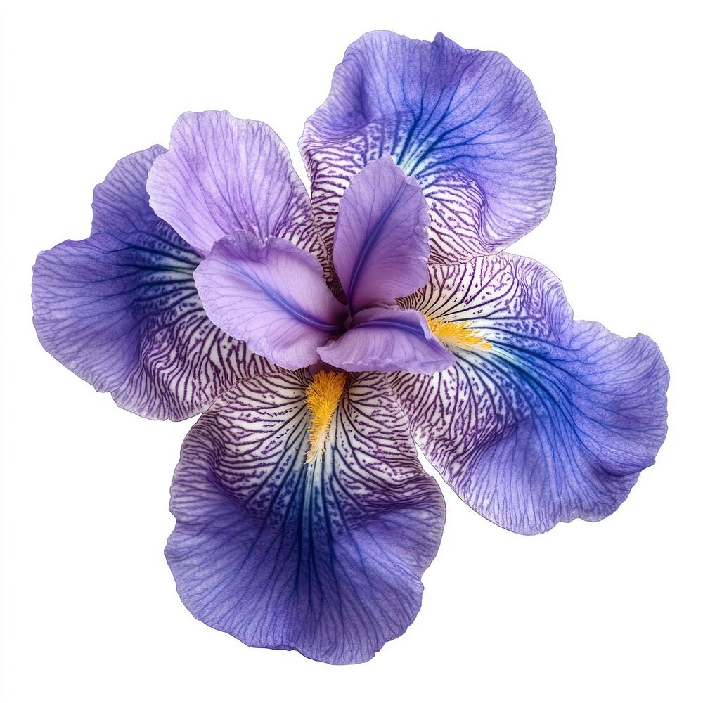 Iris flower iris petals photography | Free Photo - rawpixel