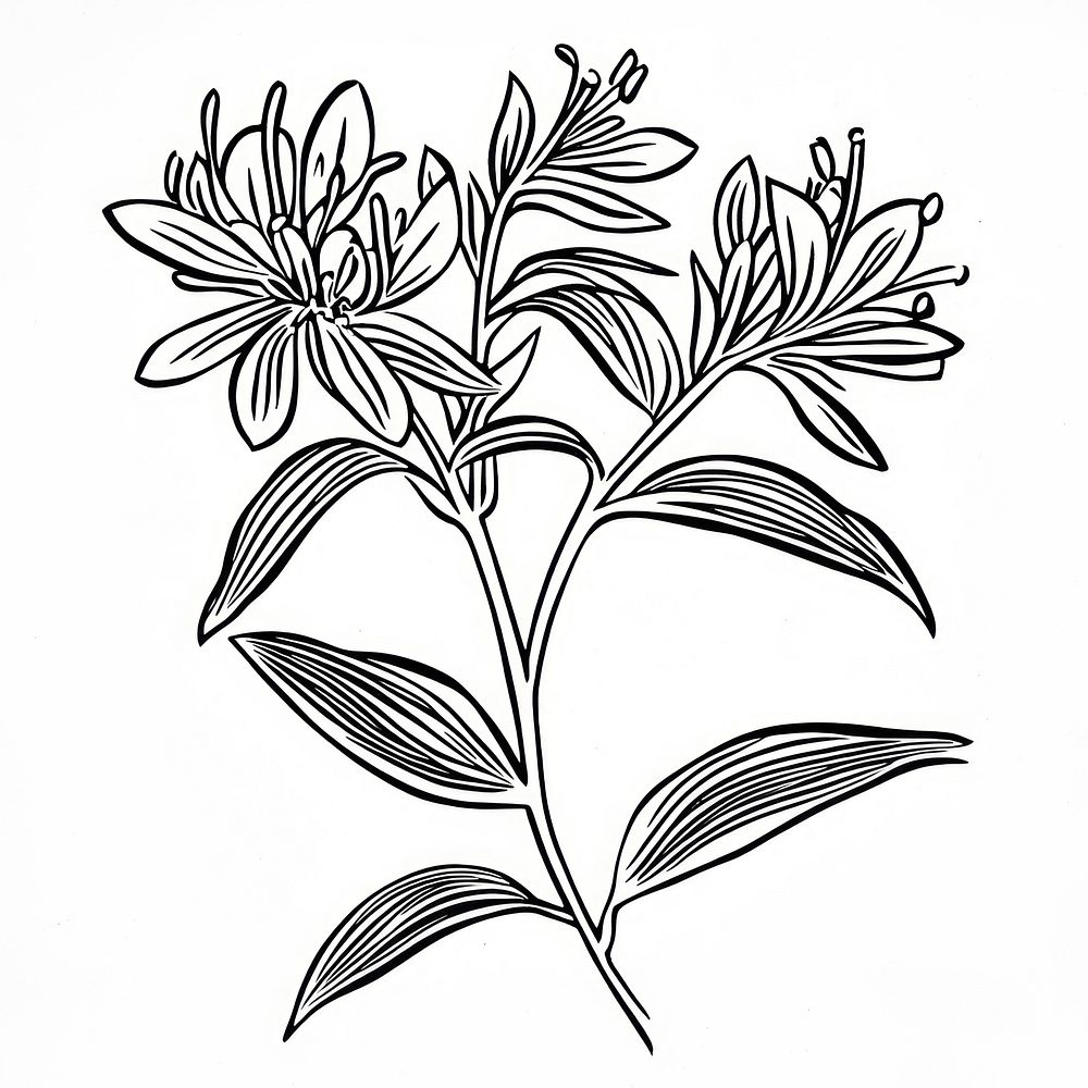 Honeysuckle drawing art flower Free Photo Illustration rawpixel