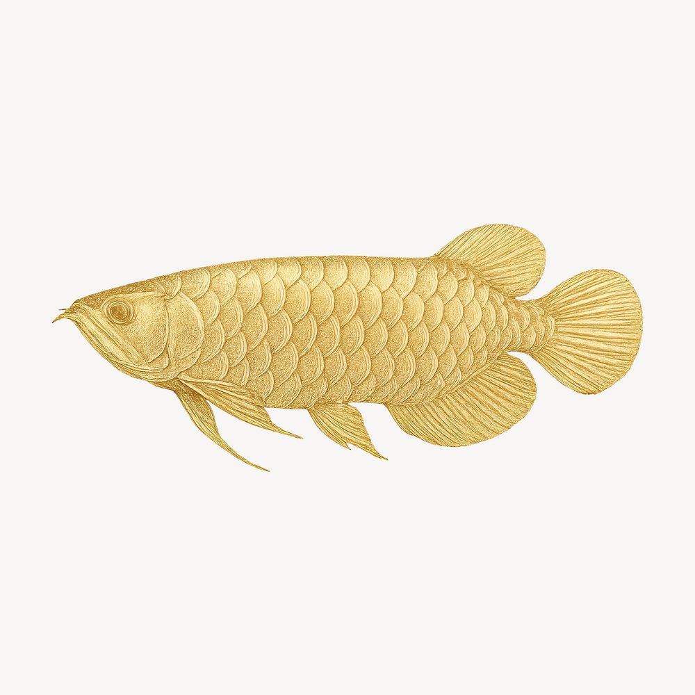 Arowana Fish Images | Free Photos, PNG Stickers, Wallpapers \u0026 Backgrounds -  rawpixel, image size:1000x1000