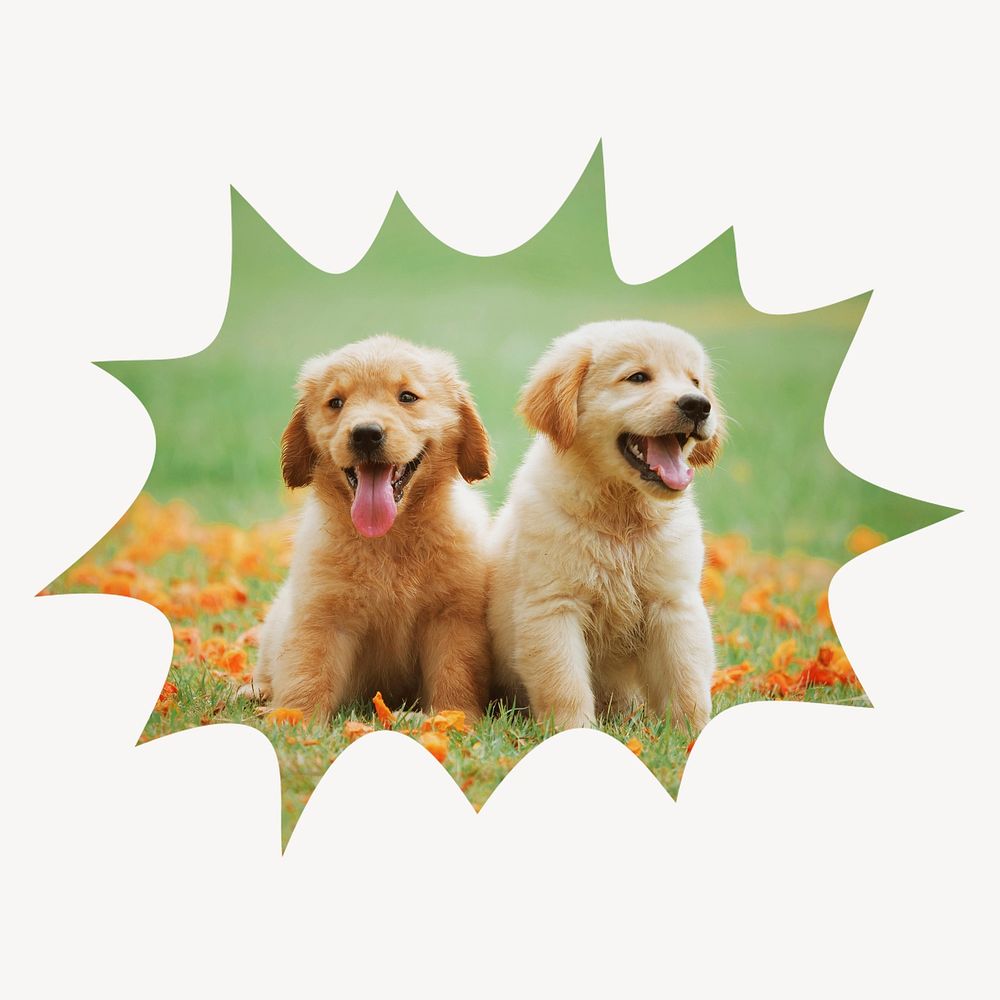 Golden Retriever puppies bang  shape badge, pet photo