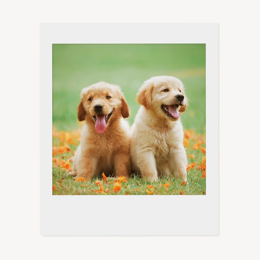Golden Retriever puppies instant photo, pet image
