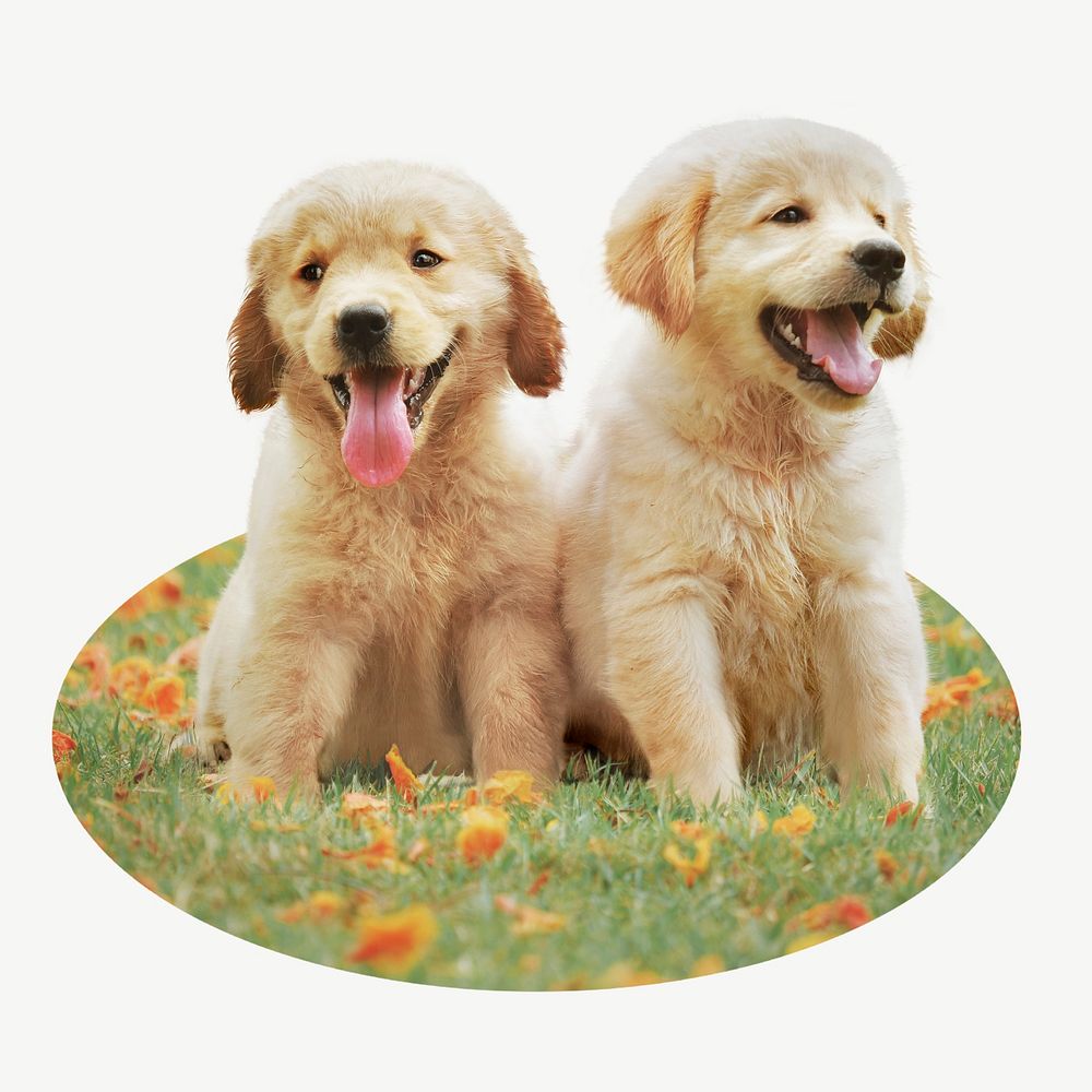Golden Retriever puppies oval shape badge, pet photo
