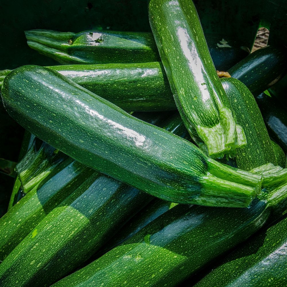 Just-picked green zucchini squash waits to be loaded onto a processing trailer at Kirby Farms in Mechanicsville, VA on…