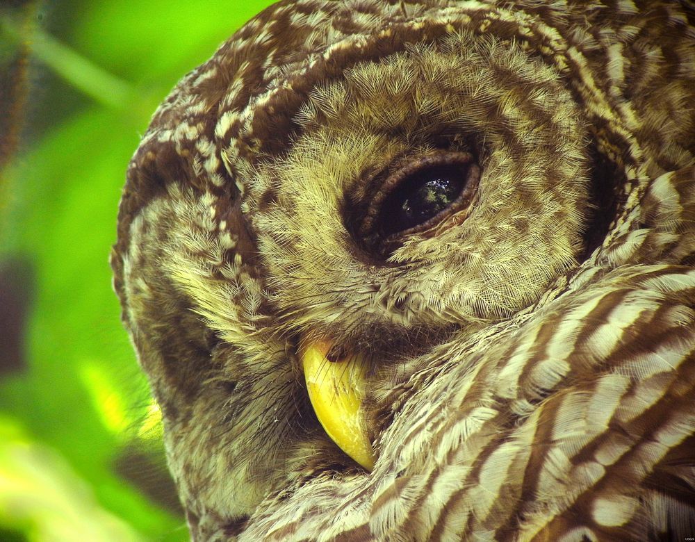 Barred owl, bird close up. Original public domain image from Flickr