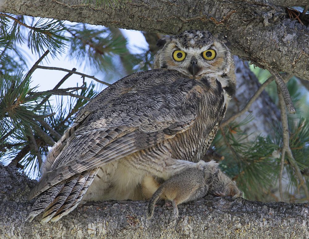 Owl hunting ground squirrel on tree. Original public domain image from Flickr