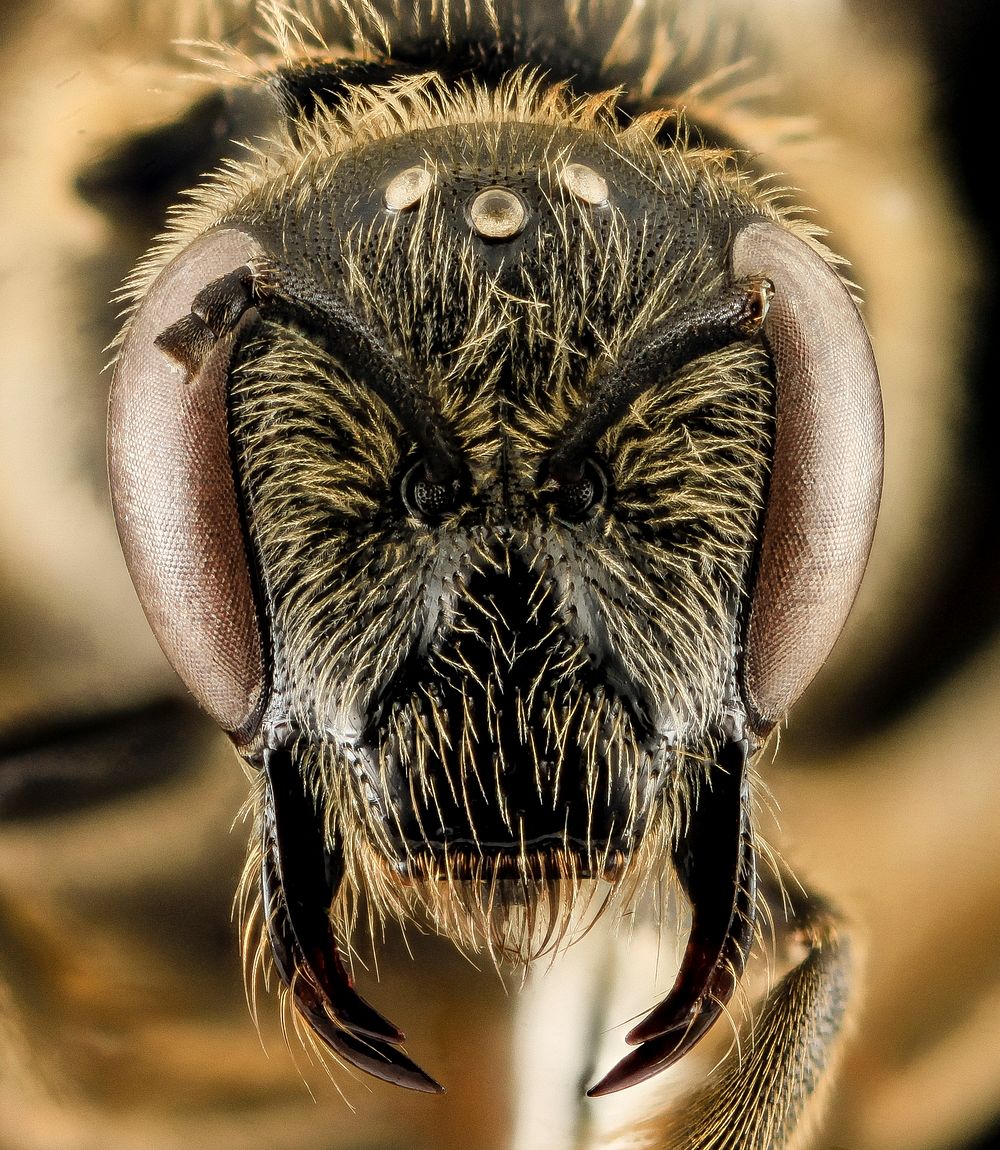 Hairy bee face close up. Original public domain image from Flickr