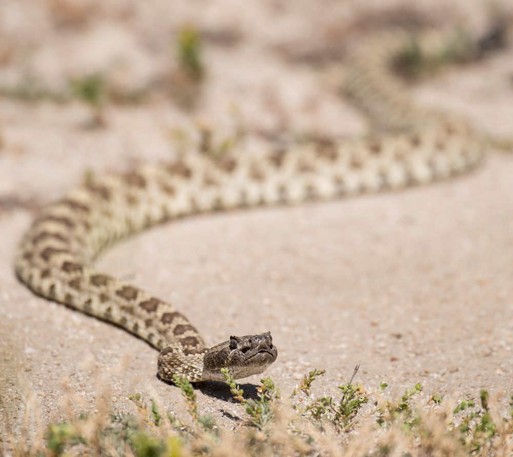 A Pacific Rattlesnake crosses a road on the O’Neal Ranch, in O’Neals, CA, on April 15, 2015. USDA photo by Lance Cheung.…