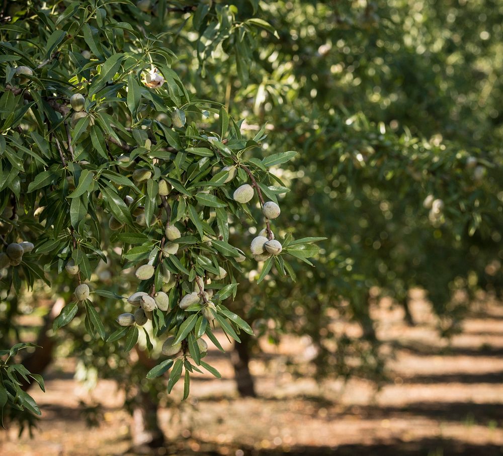 The Mota Ranch&rsquo;s 36 acre almond orchard in Livingston, CA. Original public domain image from Flickr