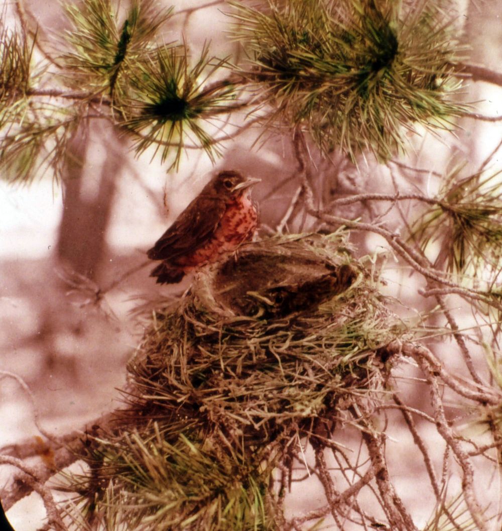 Robins, Fremont NF. Original public domain image from Flickr