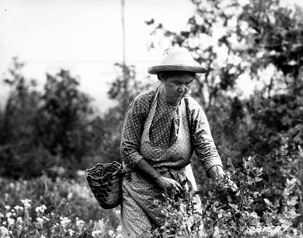 Huckleberry Picker, Columbia NF, WA 1933. Original public domain image from Flickr