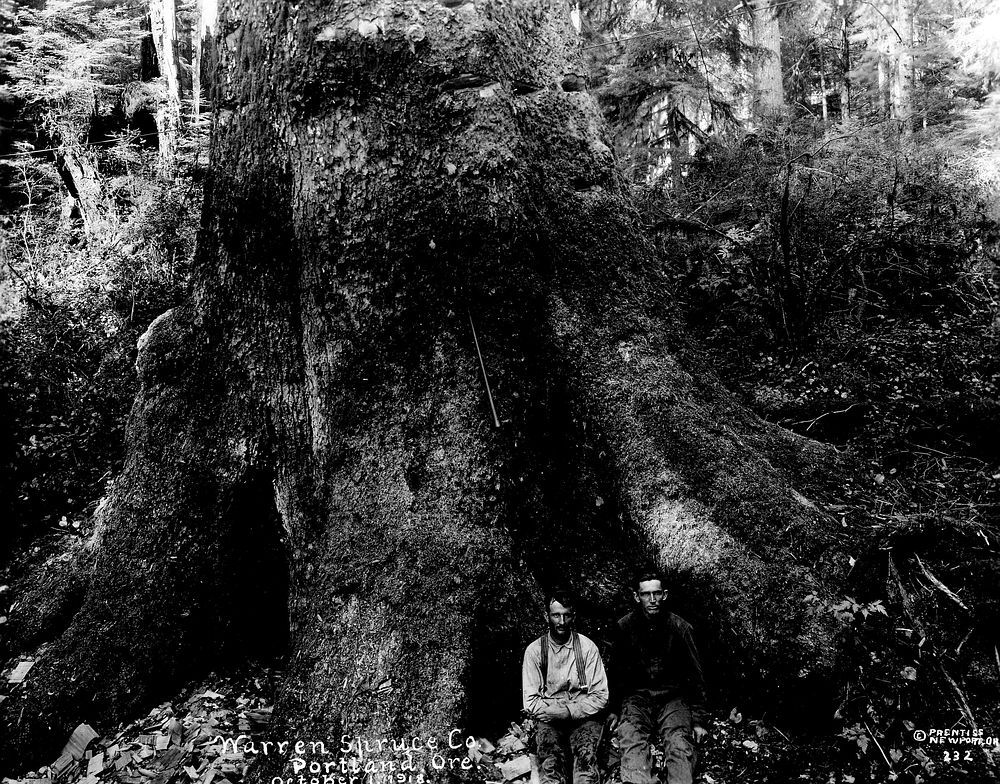 A Tree 9 ft at Cut - Over 20 ft at Ground, Camp 3-A, TolWWI Spruce Production Division - established to harvest wood for…
