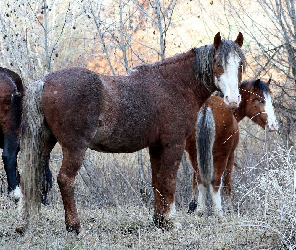 PAIR OF WILD HORSES_LOOKOUT MOUNTAIN HERD-OCHOCOOchoco National Forest. Original public domain image from Flickr