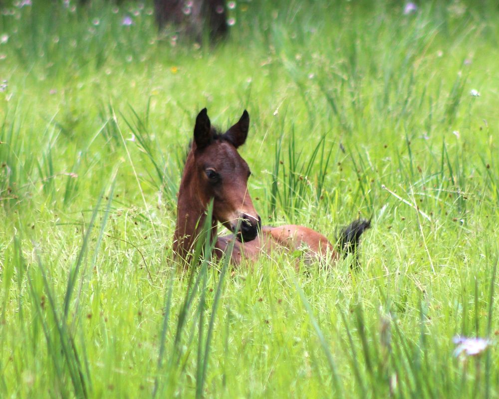 Lookout Mountain Wild Horse Yearling in Field on the Ochoco National Forest. Original public domain image from Flickr